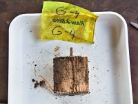 Návnada - dřevěná kostka napadená termity po půl roční expozici.