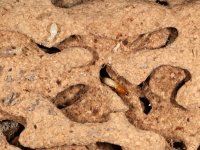 Coptotermes tenuis, struktura tvořená trusem termitů, Nouragues, Francouzská Guyana