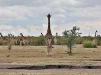 Žirafa, Massai Mara, Keňa