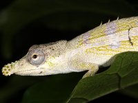 Chameleon (Calumna nasuta), Sambava, Madagaskar