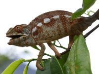 Chameleon pardálí (Furcifer pardalis), Ankarana, Madagascar