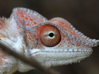 Chameleón (Chamaeleo), Antsohihy, Madagaskar