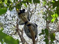 Indri (Indri indri), Andasibe, Madagaskar