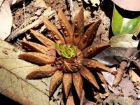 Lesní hvězda, Petit Saut, Francouzská Guyana