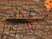 Dlouhan (Coleoptera: Brentidae), Wanang 3, Papua Nová Guinea