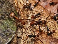 Mravenec rodu Eciton, Petit Saut, Francouzská Guyana. Všimněte si myrmekofilního brouka z čeledi Staphylinidae.