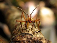 Střetnutí mravenců Eciton sp. vs. Crematogaster (Hymenoptera: Formicidae) Petit Saut, Francouzská Guyana
