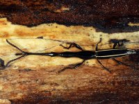 Dlouhan, Brentus sp. (Coleoptera: Brentidae) Kourou, Francouzská Guyana