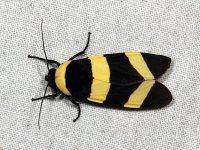 Můra (Lepidoptera: Erebidae) Petit Saut, Francouzská Guyana