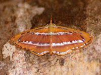 Zavíječ (Lepidoptera: Pyralidae), Puspensaat, Západní Papua, Indonésie