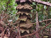 Cubitermes sp., hnízdo, Ebogo, Kamerun