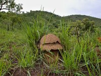 Cubitermes sp., hnízdo, Bafoussam, Kamerun