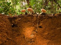 Pseudacanthotermes militaris a plodnice houby Termitomyces rostoucí z hnízda termitů. Ebogo, Kamerun