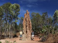 Nasutitermes triodiae, Národní Park Litchfield, Austrálie