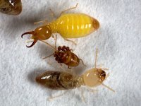 Globitermes sulphureus, Mandian, Čína. Za zmínku stojí nepopsaný rod drabčíka, termitofilního brouka.
