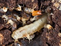 Spinitermes trispinosus, Petit Saut, Francouzská Guyana. Všimněte si i larvy termitofilní mouchy.