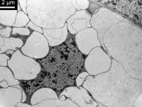 Sekreční buňka labiální žlázy naplněná lucentní sekrecí u předvojáka termita (Prorhinotermes simplex), TEM