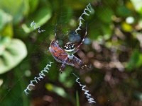 Pavouk (Araneidae), Bahia-Honda, Florida, USA