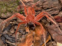 Pavouk, Wanang 3, Papua Nová Guinea