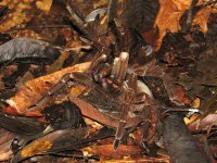 Tarantule, Petit Saut, Francouzská Guyana