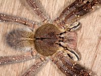 Pavouk, Petit Saut, Francozská Guyana