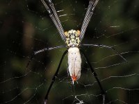 Kopulace pavouků rodu Nephila (Nepřehlédněte samce!), Puspensaat, Západní Papua, Indonésie