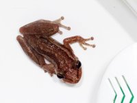 Frog inhabiting WC, Petit Saut, French Guyana