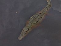 American crocodyle (Crocodylus acutus), Everglades, Florida, USA