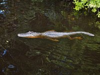 Alligator (Alligator mississippiensis), Everglades, Florida, USA