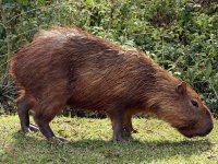 Capybara, Vicosa, Brazil