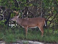 Key deer (Odocoileus virginianus clavium), No Name Key, Florida, USA