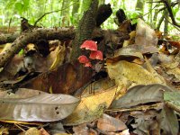 Mushrooms on the leaf, Petit Saut, French Guyana