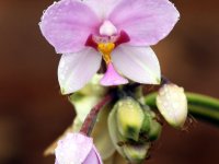 Orchid Spathoglottis sp., Puspensaat, West Papua, Indonesia