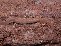 A velvet worm, Nouragues, French Guyana
