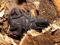 Scorpion Tityus sp., Nouragues, French Guyana