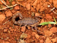 A scorpion, Bafoussam, Cameroon