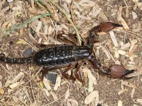 A scorpion, Lake Baringo, Kenya