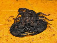 A scorpion, Wanang 3, Papua New Guinea