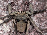 Whip spider (Amblypygi), Petit Saut, French Guyana