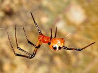 A spider (Theridiidae), Xishuangbanna, China