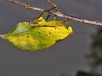 A katydid (Tettigoniidae), Ebogo, Cameroon
