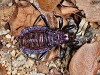 True bug, Ambanja, Madagascar