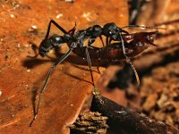 Pachycondyla sp. ant hunted a scorpion, Nouragues, French Guiana