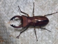 A stag beetle, Wanang 3, Papua New Guinea