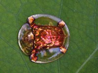 A leaf beetle, Pinfeng, China