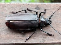 World's largest beetle: Titanus giganteus (Coleoptera: Cerambycidae) Petit Saut, French Guyana