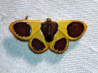 A moth (Lepidoptera: Geometridae), Puspensaat, West Papua, Indonesia