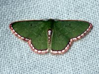 A moth (Lepidoptera: Geometridae) Petit Saut, French Guyana