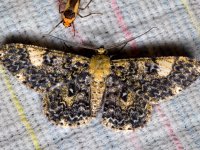 A moth, Wanang 3, Papua New Guinea