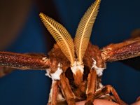 A  saturniid moth, Wanang 3, Papua New Guinea